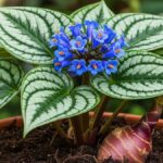 Klemroot is more than just a plant; it’s a game-changer for any garden enthusiast. Its history reveals an intriguing trajectory, merging traditional uses with modern potential.