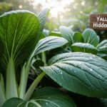 Yalla Choy: A Hidden Treasure in the World of Vegetables